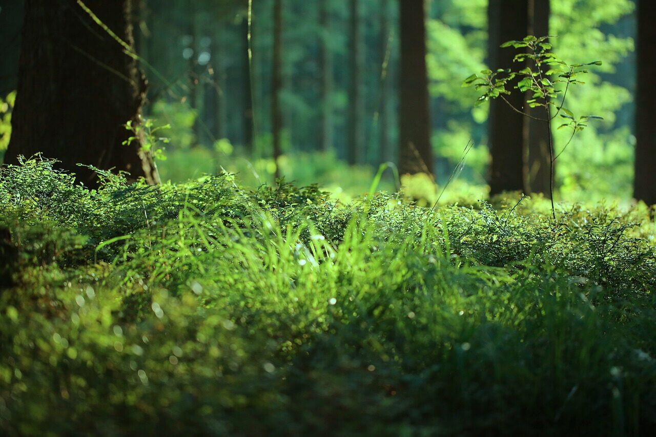 Grüner Waldboden im Sonnenlicht – Naturverbundenheit im Waldladen